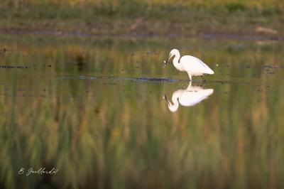 Egretta garzetta