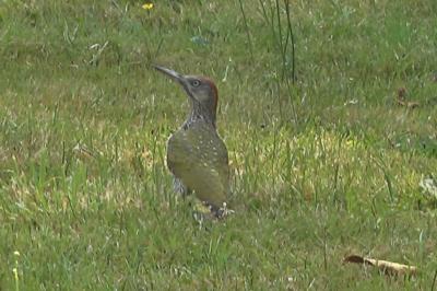 Picus viridis