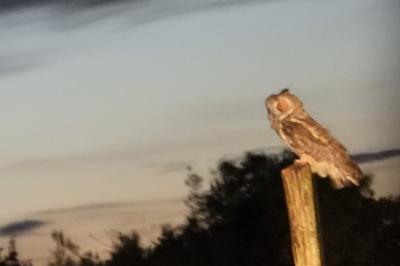 Hibou moyen-duc