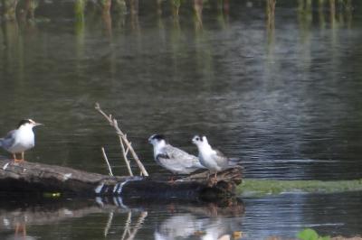 Guifette leucoptère