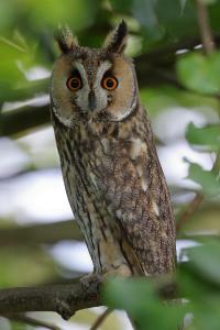 Hibou moyen-duc