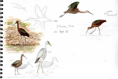 Ibis falcinelle