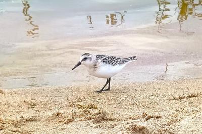 Bécasseau sanderling