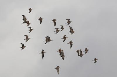 Chevalier combattant