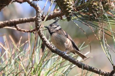 Mésange huppée