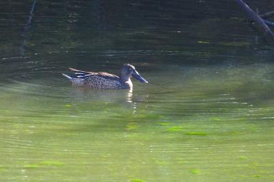 Canard souchet