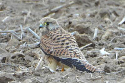 Faucon crécerelle