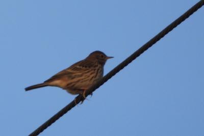 Pipit farlouse