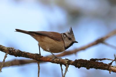 Mésange huppée