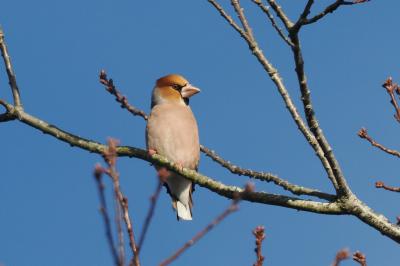 Grosbec casse-noyaux