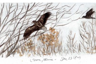 Pygargue à queue blanche