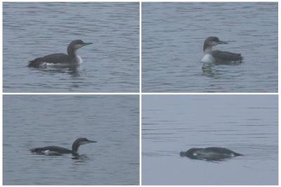 Plongeon arctique