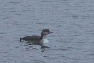 Plongeon arctique