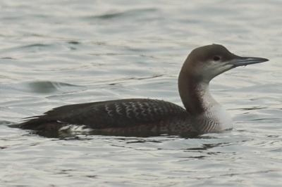 Plongeon arctique