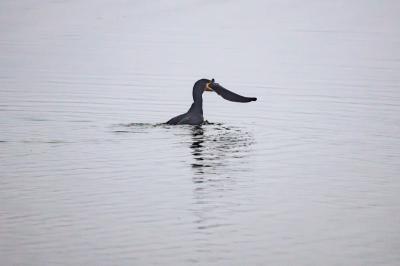 Grand Cormoran