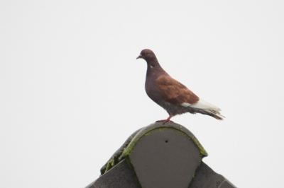 Pigeon biset