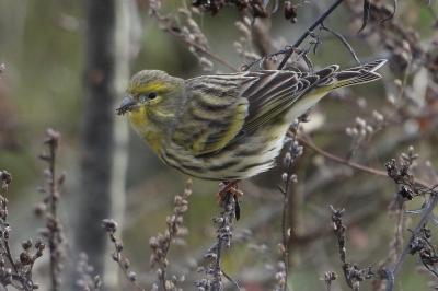 Serin cini