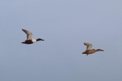 Canard souchet