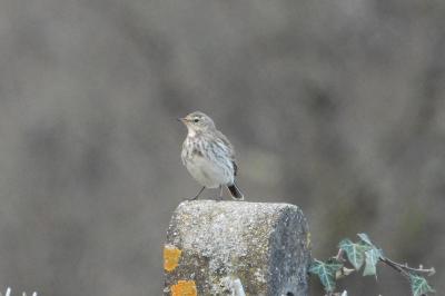 Pipit spioncelle