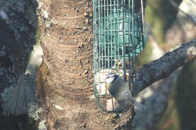 Mésange bleue