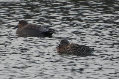 Canard chipeau