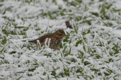 Pipit farlouse