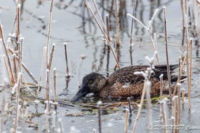 Canard souchet