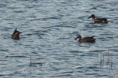 Canard souchet