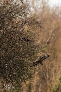 Buse variable
