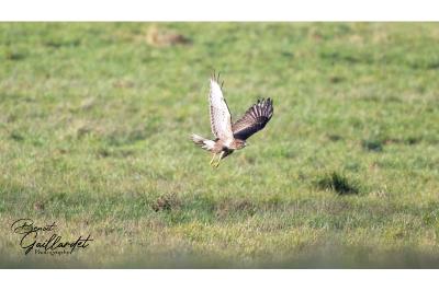 Buse variable