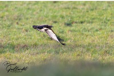 Buse variable