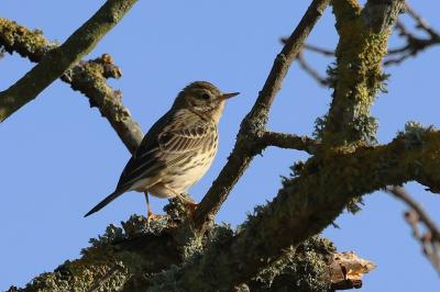 Pipit farlouse