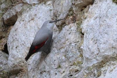 Tichodrome échelette
