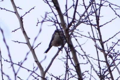 Mésange à longue queue