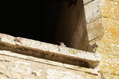 Tichodrome échelette