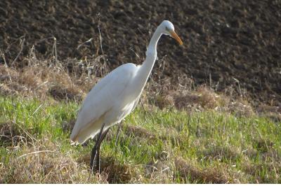 Grande Aigrette