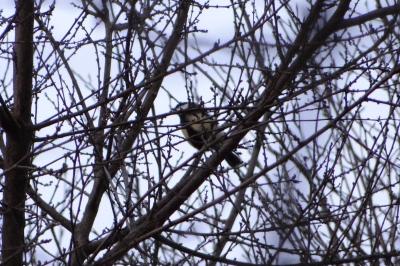 Mésange charbonnière