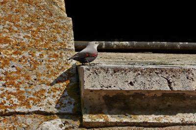 Tichodrome échelette