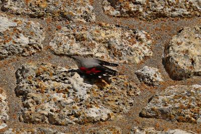 Tichodrome échelette