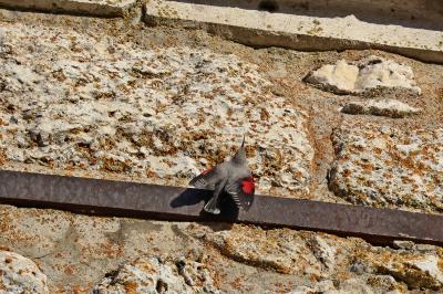 Tichodrome échelette