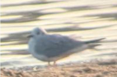 Mouette de Bonaparte