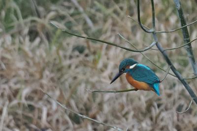 Martin-pêcheur d'Europe