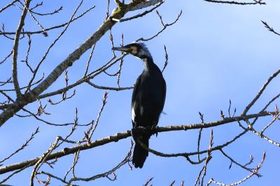 Grand Cormoran