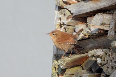 Troglodytes troglodytes