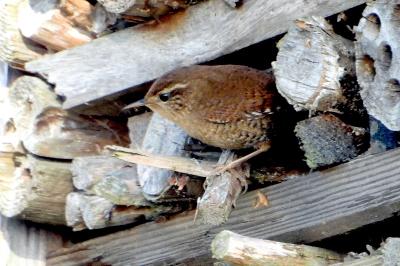 Troglodytes troglodytes
