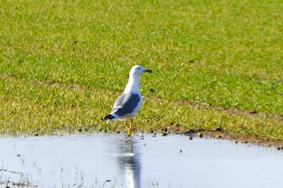 Larus michahellis