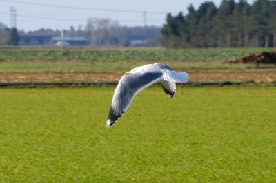 Larus michahellis