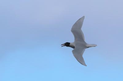 Mouette mélanocéphale