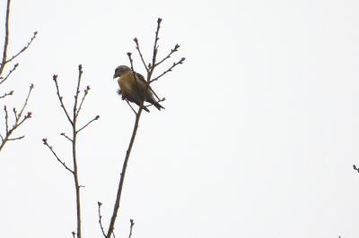 Bec-croisé des sapins