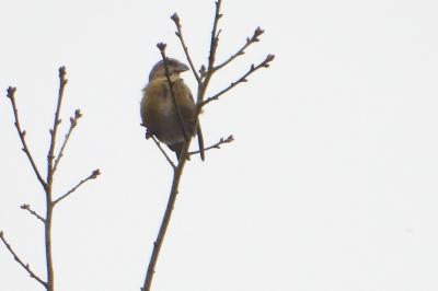 Bec-croisé des sapins